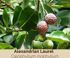 Alexandrian laurel(Calophyllum inophyllum L.)